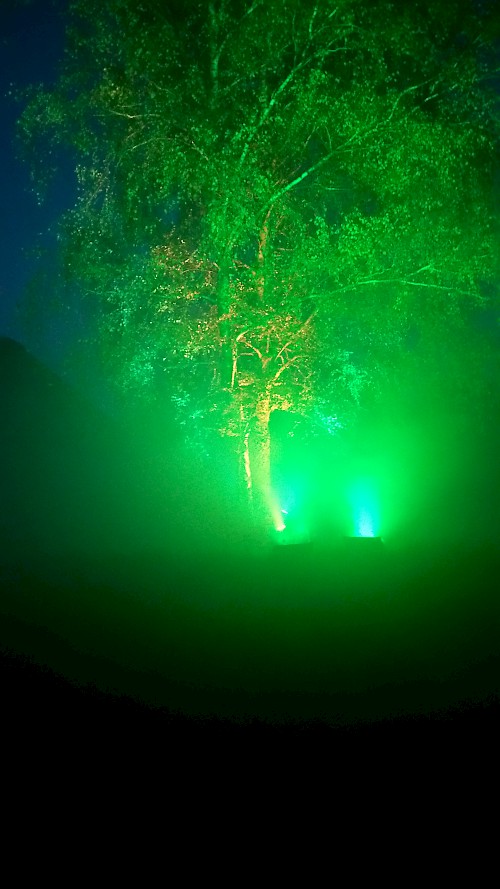 grüne Oase im Nebel